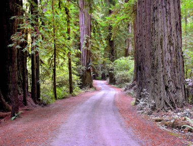 Kaliforniya 'daki Redwood Ulusal Ormanı' nın dev kızıl ormanları arasında virajlı toprak yol kesişiyor..