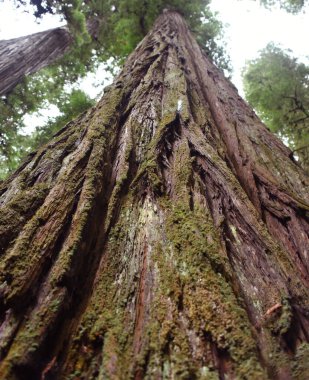 Kaliforniya 'daki Sekoya Ulusal Ormanı' nda dev bir sekoya ağacı gökyüzüne tırmanıyor. Havlama kabuğuna yaklaş.