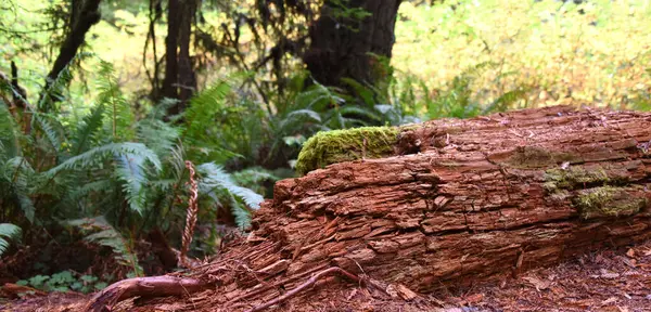 Stock image Redwood tree lies on its' side in Redwood National Forest, in California.  It is rotting and returning to the earth in order to regenerate the forest.