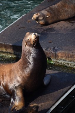 Bir grup Deniz Aslanı Newport, Oregon 'da bir rıhtımda dinleniyor. Bir fok başını güneşin sıcaklığına kaldırır..