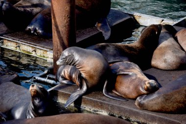 Deniz Aslanı rıhtımı, Newport, Oregon, deniz aslanlarıyla dolu..  