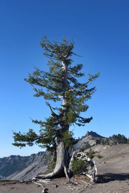 Lone Whitebark Pine, Oregon 'daki Crater Lake Ulusal Parkı' nda Krater Gölü 'nün kenarında tek başına oturuyor. Bozuldu ve Çam Böceği 'ne karşı mücadele ediyor..