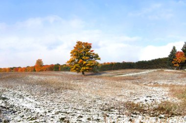Michigan 'daki yalnız ağaç altın ve turuncuya dönüşür. Mavi gökyüzü ve orman sonbahar yapraklarının arkasında.