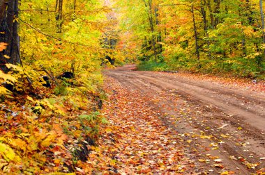 Michigan, Yukarı Yarımada 'da terk edilmiş bir toprak şeride sonbahar yaprakları saçılmıştı. 