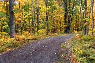 Parlak sarı yapraklar Yukarı Yarımada, Michigan 'daki bir arka yolda parke örtüyor..