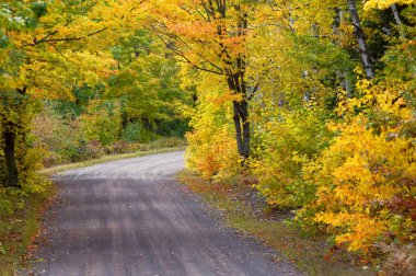 Yukarı Penninsula Michigan 'ın altın ve sarı yapraklarında toprak yol kaybolur..