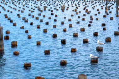 Sonsuz rıhtım kazıkları martılara Superior Gölü 'nün mavi sularında dinlenmek için pek çok fırsat sunar..