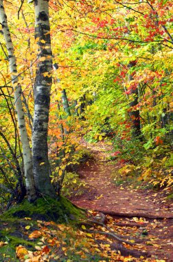 Dar yollar Michigan 'ın Keweenaw Yarımadası' ndaki Macar Şelaleleri 'ne çıkıyor. Altın ve sarı kapaklı bir tünel..