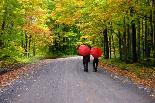 stock image Retired couple stroll beneath a tunnel of yellow and gold leaves.  They have further protection from red umbrellas as they make the curve on a secluded dirt road.