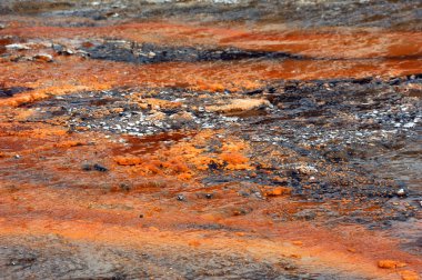 Yosun birikintileri Yellowstone Ulusal Parkı 'ndaki Norris Geyser Havzası' nda ıslak ve çamurlu araziye yayılmış..
