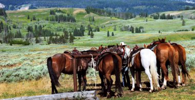 Atlar Yellowstone Ulusal Parkı 'nda, Ulusal Park' ta gezintiye çıkanları bekliyor..
