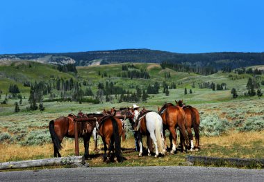 Bir grup at, yolcularını patika başında bekliyor. Tur rehberi atları Yellowstone 'da ata binmeye hazır tutuyor.