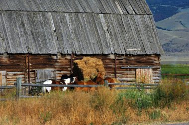 Üç at saman balyalarının etrafında toplanıyor. Köy ahırı ve ahşap çitler etraflarını sarmış. Hepsi Montana, Cennet Vadisi 'nde..