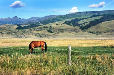 Yalnız at, Montana 'daki Gallatin Dağları' nın eteklerinde çayırda otluyor. Meadow Cennet Vadisi 'nde.