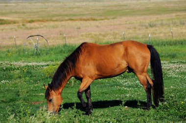 At otlakta çitlerle ve eski araba tekerleğiyle yemek yiyor. Cennet Vadisi, Montana 'da otlak var..