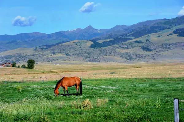 stock image Lone horse grazes green pasture land in Paradise Valley at the foot of the Gallatin Mountain Range in Montana.