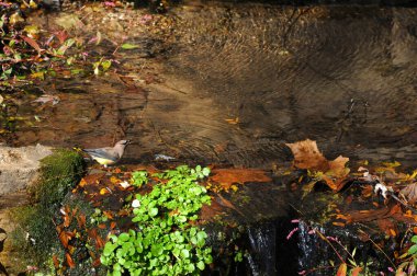 Cedar Waxwing drinks from Beaver Springs in Beaver, Arkansas.  Historic springs have springhouse. clipart