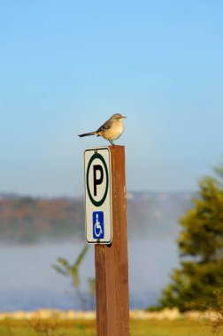 Mockingbird is perched on a handicapped parking spot sign at Table Rock Lake in Branson, Missouri. clipart