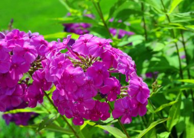Parlak yeşil yaprak çerçeve kümesi çiçek açan morumsu fenta. Yakın plan beş yaprak tomurcuğu gösteriyor..