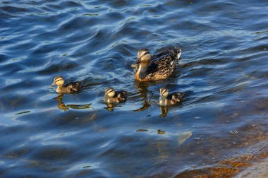 Mallard Duck, Michigan Gölü kıyısında Hollanda, Michigan yakınlarında yüzer. O, turistlerden sadaka bekliyor. Üç bebek onun yanında yüzüyor..