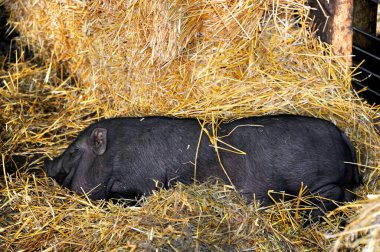 Hay serves as comfortable bed for the black pot bellied pig.  Full length shot. clipart