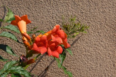 Background image of a Trumpet Vine Plant in bloom.  Brilliant orange blossoms have adobe wall behind. clipart