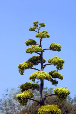 Agave, ya da Century Plant, sadece yaşamın sonlarına doğru çiçek açar, ki bu da 10-30 yıl sürebilir. Uzun atış çiçekleri..