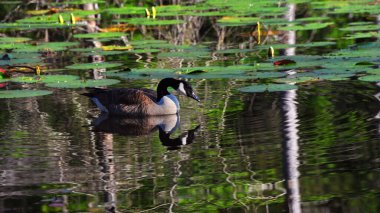 Male Canadian Goose arches his neck protectively as he swims near his nest on Cooty Lake in South Arkansas.  Goose is reflected in the ripples as he swims. clipart