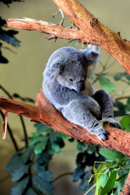 Small Koala bear sits on a Eucalyptus tree and relaxes.  One of his arms is holding a limb above him. clipart