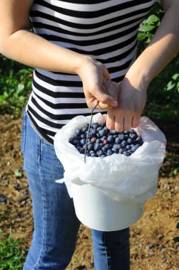 Genç bir kadın Arkansas 'taki Blueberry çiftliğinde taze toplanmış yaban mersinlerini beyaz bir kovaya koyar. Çizgili bir gömlek giyiyor..