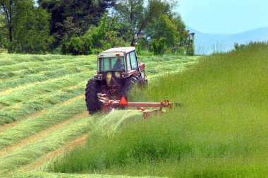 Çiftçi Tennessee 'de bir tarlada saman kesiyor. Saman yemyeşildir ve kesildikten sonra sıralara dizilir..