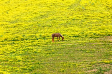 Saf kan, yürüyen at yeni bahar çimlerini parlak sarı çiçeklerle dolu bir tarlada ekiyor..