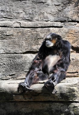 Gibbon maymunu kayalık duvarına yaslanıyor..