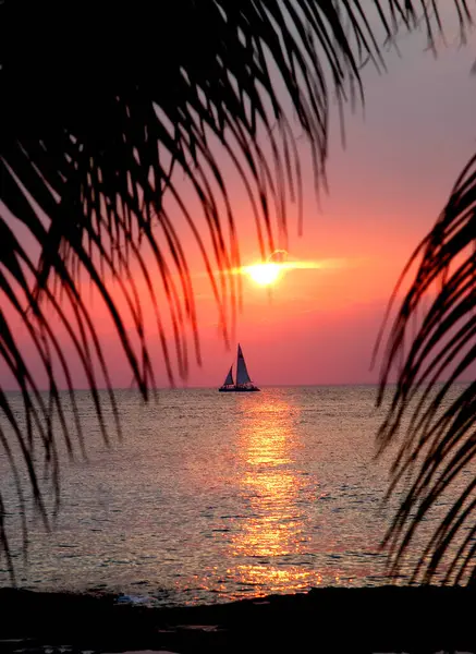 stock image Sun sets over ocean in Cozumel, Mexico.  Palm fronds frame pink, setting sun and catamaran.                              