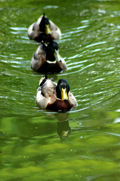 Group of male Mallards illustrate the conceptual saying of "ducks in a row."  As they swim in formation on a lake.                             