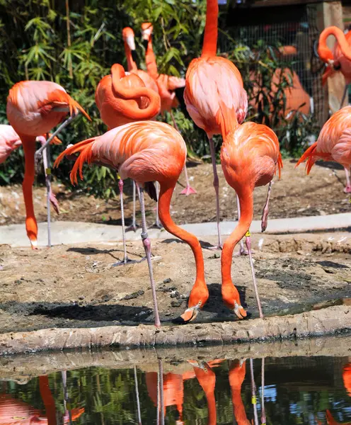 İki flamingo birbirini taklit ediyor. İkisinin de kafası aşağıda ve boyunları aynı açıda bükülmüş. Havuz ikilisindeki yansıma.