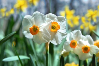 Bahar güneşinde açan iki nergis sarı ve beyaz çiçeklerle dolu bir bahçeyle çevrili..