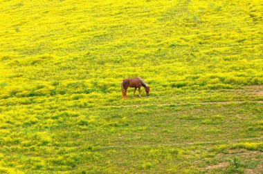 Saf kan, yürüyen at yeni bahar çimlerini parlak sarı çiçeklerle dolu bir tarlada ekiyor..