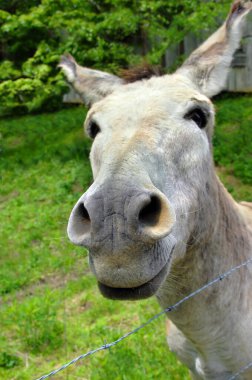 Curious white mule reaches his muzzle close to the camera.  He is in a pasture close to the barn. clipart