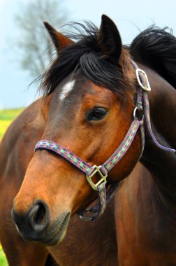 Sorrel horse stands in the country breeze.  Mane is black and body is brown. clipart