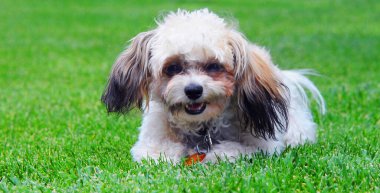 Shih Poo, tasarımcı bir melez karışımı, çimlerin üzerinde yatar. Fotoğraf yakın plan..