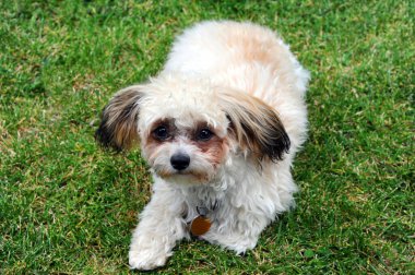 Şirin Shih Poo yavrusu yeşil çimlerin üzerinde yatıyor. Kameraya bakıyor..