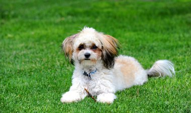 Shih Poo dışarıda yeşil çimlerin üzerinde yatarken sopayla oynuyor. Başını kaldırmış kameraya bakıyor..