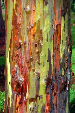Yakından bakınca Hawaii, Kauai adasındaki Gökkuşağı Ökaliptüs Ağacı 'ndaki kabuğun yama benzeri rengini görüyoruz..