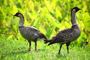 Hawaii, Kauai adasındaki iki Nene kuşu birbirlerinin zıt yönlerine dönerler. Çevrelerinde canlı yeşil yapraklar var..