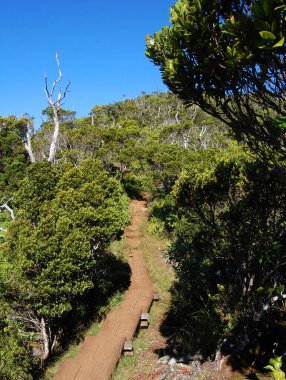 Pihea Trail, on the Na Pali Kona Forest Preserve, provides aid to hiking in  the wooden traill bridge.  Trail is on the Island of Kauai, Hawaii. clipart