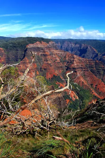 stock image Branches frame a high angle view of Waimea Canyon State Park on the Island of Kauai.  Sky is sunny and blue.