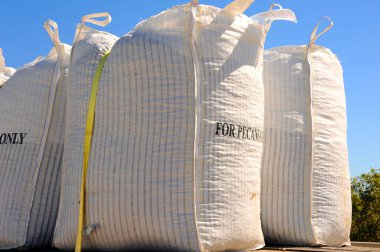 Hasat edilen büyük ceviz çuvalları büyük beyaz çantalara doldurulur ve pazara götürülmek üzere kamyon yatağına yerleştirilir..