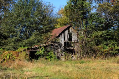 Eski ahır neredeyse tamamen otlar ve ağaçlar tarafından ele geçirildi. Ahşap yıpranmış ve tahtalar çatı katına çıkarken gevşemiş..