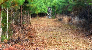 Deer stand is hidden in a pine thicket in East Texas.  Stand is built out of 2x4s and plywood.  Pine trees surround stand with open lane leading to it. clipart